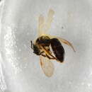 Image of Andrena rufula Schmiedeknecht 1883