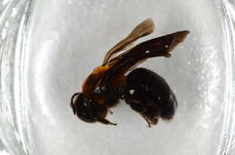 Imagem de Andrena thoracica (Fabricius 1775)