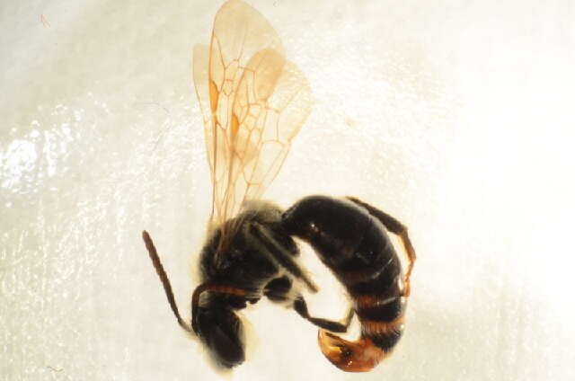 Image of Andrena enslinella E. Stöckhert 1924