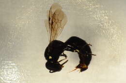 Image of <i>Hylaeus incongruus</i>