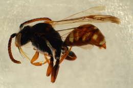 Image de Nomada symphyti Stoeckhert 1930