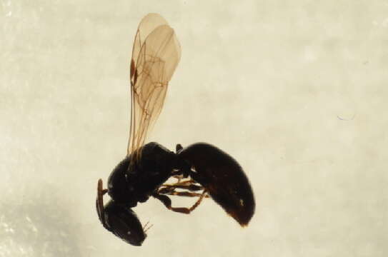 Imagem de Hylaeus moricei (Friese 1898)