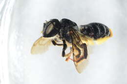 Image of Mediterranean Wood-boring Bee