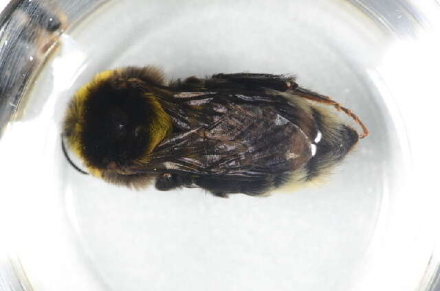 Image of Large garden bumblebee