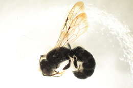 Image of Chelostoma emarginatum (Nylander 1856)