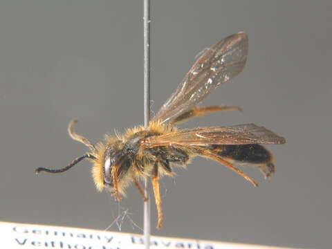 Image of Andrena bucephala Stephens 1846