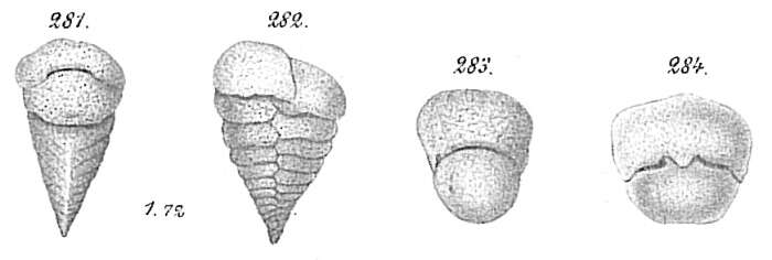 Image of Textularia bocki Höglund 1947