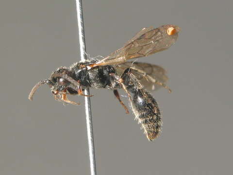 Image of Tiphiinae