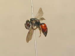 صورة Sphecodes reticulatus Thomson 1870