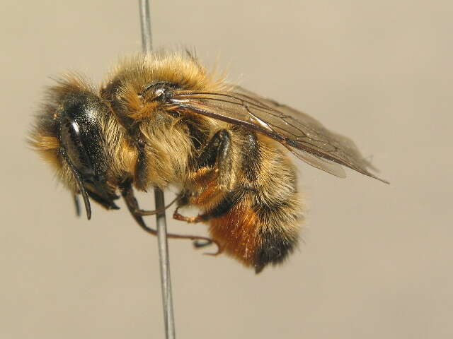 Image of Osmia mustelina Gerstäcker 1869