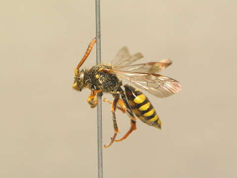 Image of Nomada zonata Panzer 1798