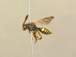 Image of Nomada zonata Panzer 1798