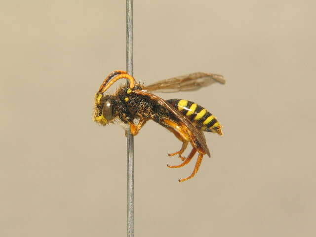 Image of Nomada fucata Panzer 1798