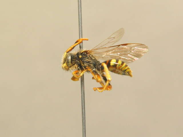 Image of Nomada fucata Panzer 1798