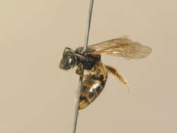 صورة Lasioglossum marginatum (Brullé 1832)