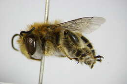 Image of Anthophora bimaculata (Panzer 1798)