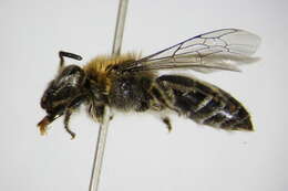 Image of Colletes impunctatus Nylander 1852