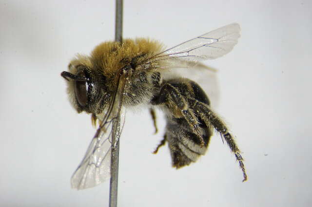 صورة Colletes similis Schenck 1853