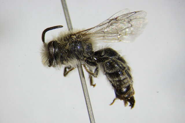 صورة Colletes similis Schenck 1853