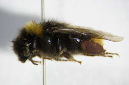 Image of Bombus soroeensis (Fabricius 1776)