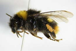 Image of Bombus soroeensis (Fabricius 1776)