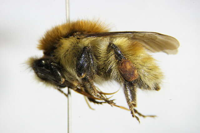 Image of Brown-banded carder bee