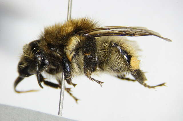 Image of Brown-banded carder bee