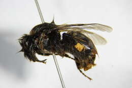 Image of Bombus pyrenaeus Pérez 1879