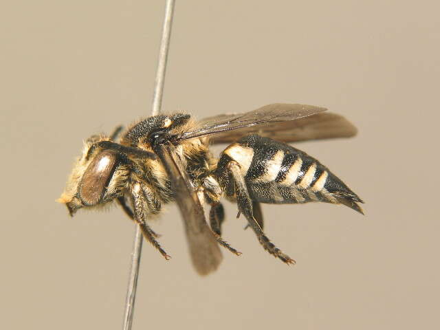 Coelioxys conoidea (Illiger 1806) resmi