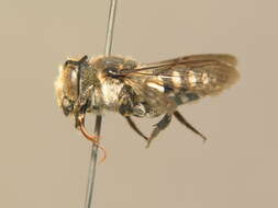 Coelioxys conoidea (Illiger 1806) resmi