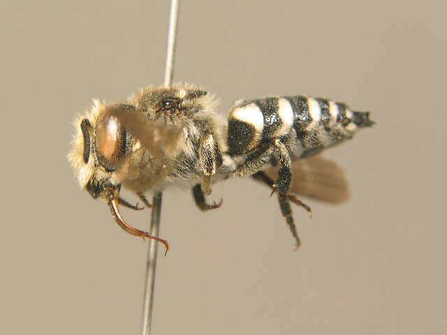 Coelioxys conoidea (Illiger 1806) resmi