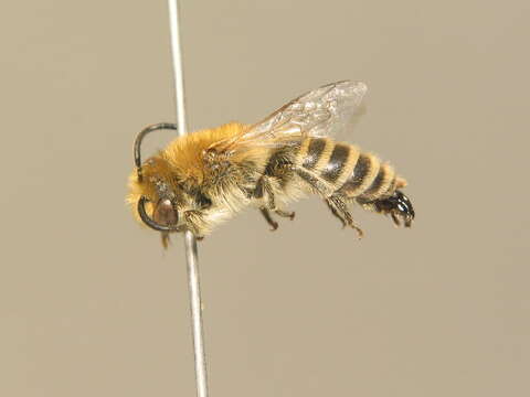 Image of Colletes fodiens (Fourcroy 1785)