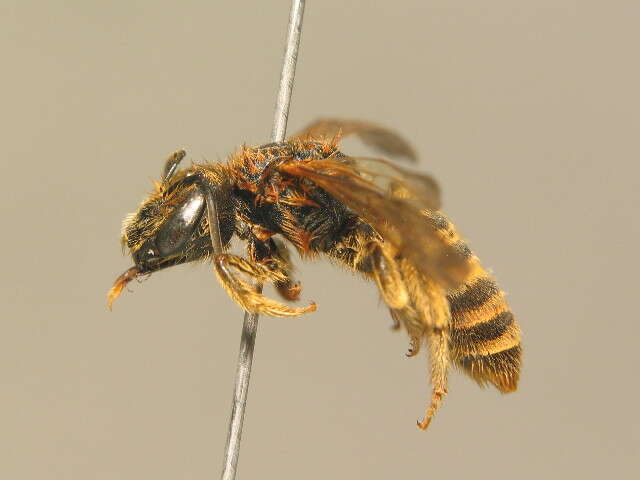 Image of Halictus scabiosae (Rossi 1790)