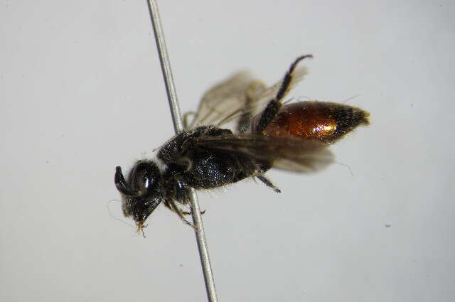 Sphecodes pellucidus Smith 1845的圖片