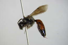 Sphecodes pellucidus Smith 1845的圖片