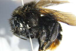 Слика од Bombus rupestris (Fabricius 1793)