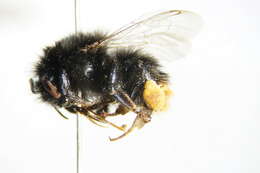 Image of Red tailed bumblebee