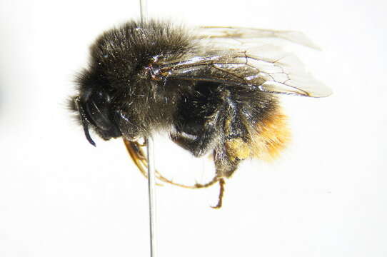 Image of Red tailed bumblebee