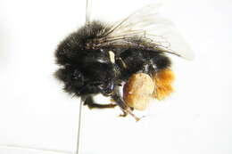 Image of Red tailed bumblebee