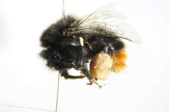 Image of Red tailed bumblebee