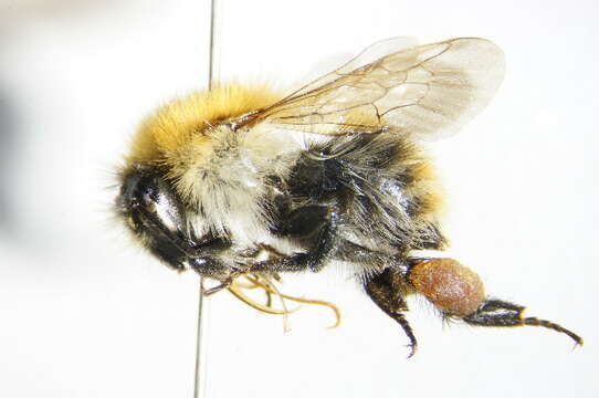 Image of Common carder bumblebee