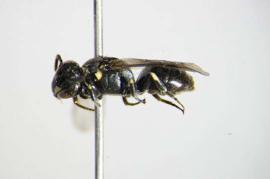 Image of Hylaeus gibbus Saunders 1850