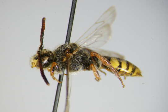 Image of Nomada panzeri Lepeletier 1841