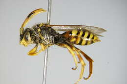 Image of Nomada bifasciata Olivier 1811