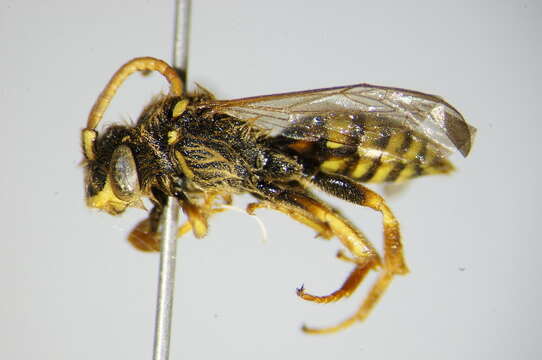 Image of Nomada fucata Panzer 1798