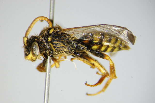 Image of Nomada fucata Panzer 1798