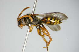 Image of Nomada fucata Panzer 1798