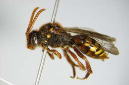 Image of Nomada lathburiana (Kirby 1802)