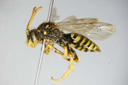 Image of Nomada succincta Panzer 1798