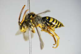 Image of Nomada succincta Panzer 1798